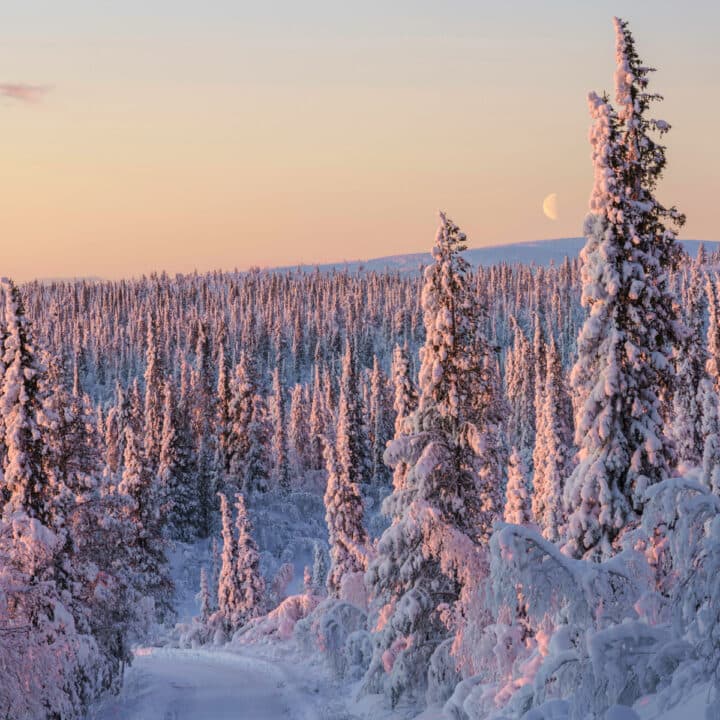 Höga granar i ett vinterlandskap